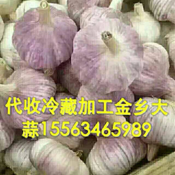 金乡大蒜今日价格动态与行情分析